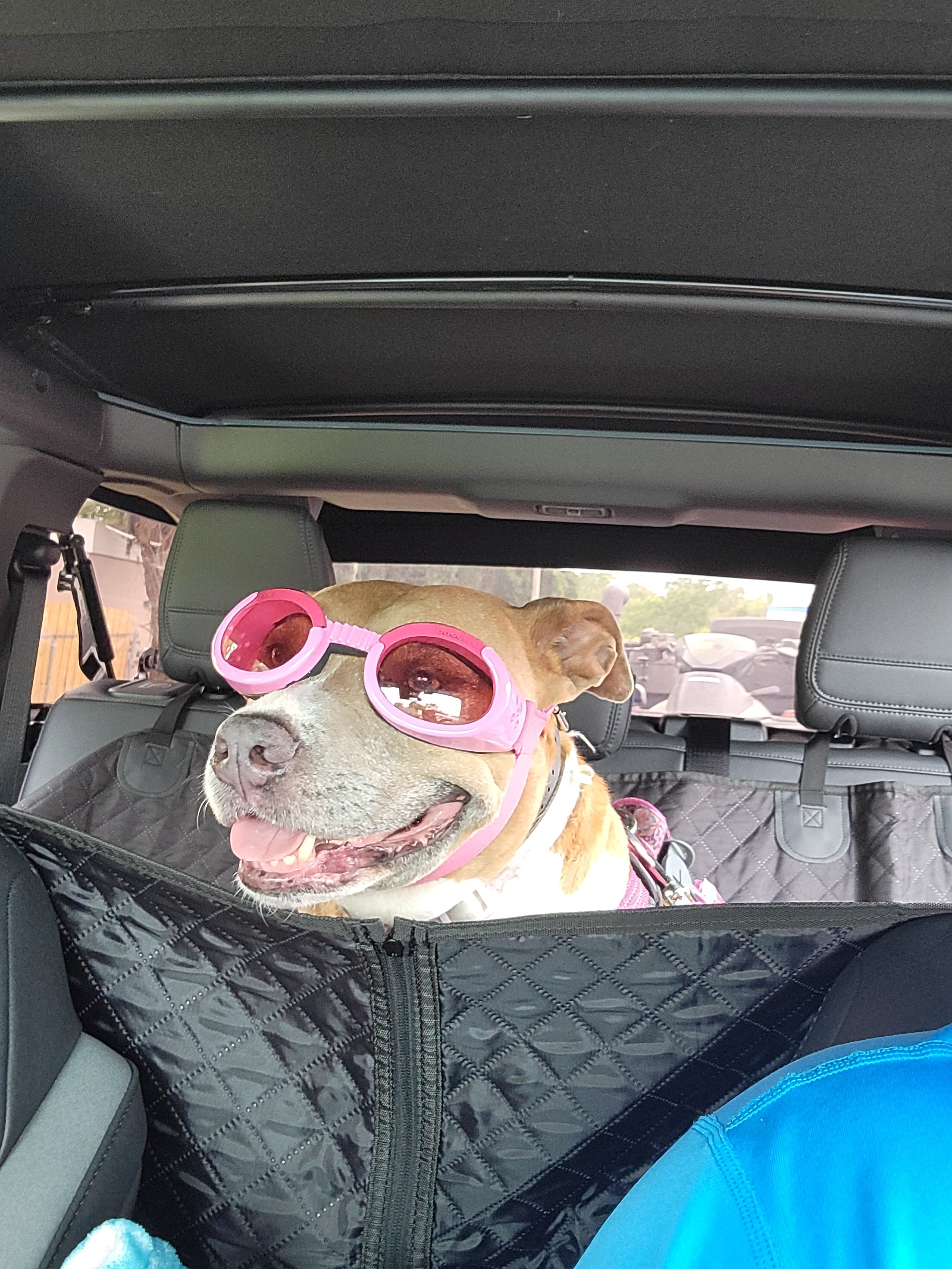 Ford Bronco 🐾 Show Us Your Dog + Bronco Photos! 20220603_141543