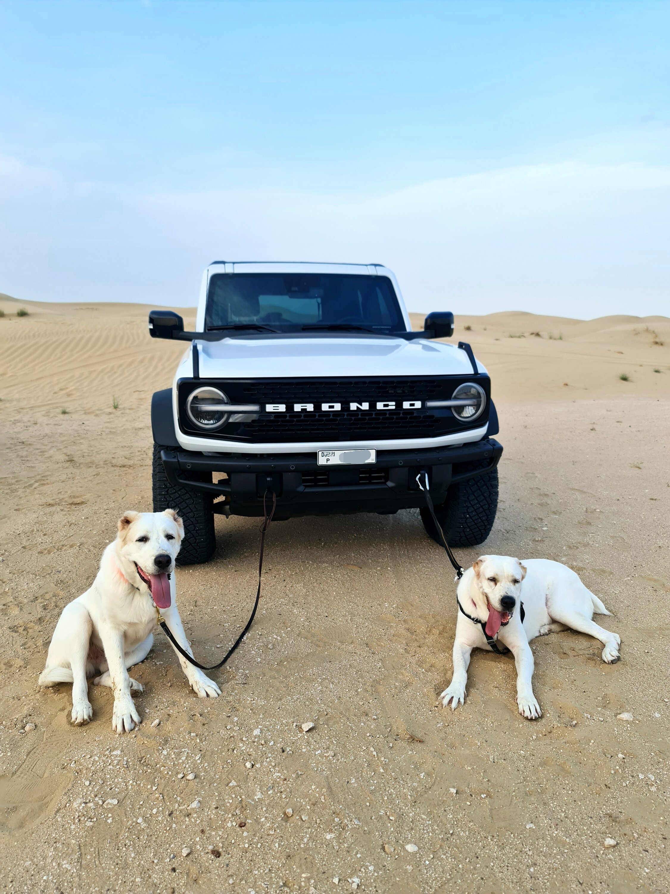 Ford Bronco 🐾 Show Us Your Dog + Bronco Photos! 20220710_064227