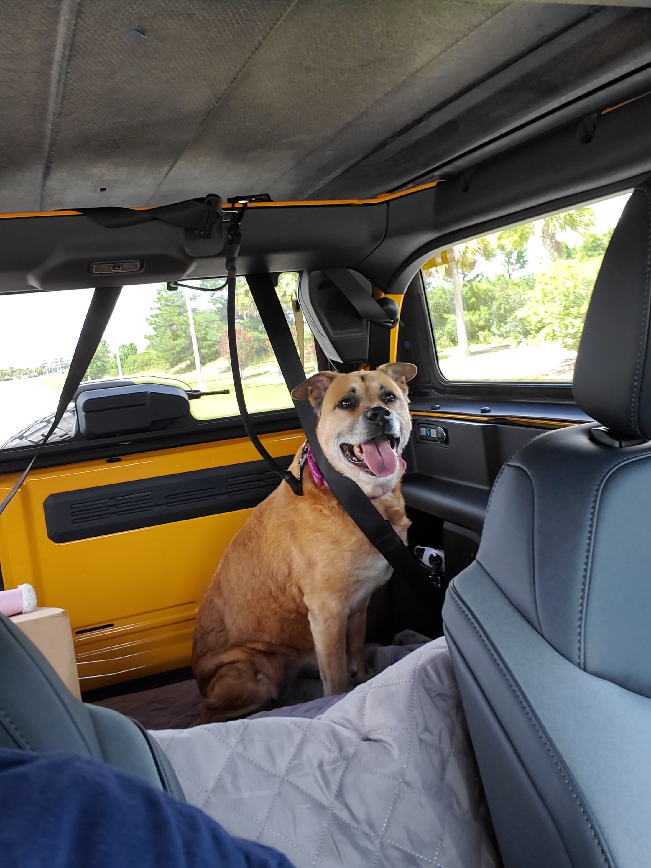 Ford Bronco 🐾 Show Us Your Dog + Bronco Photos! 20220726_152318
