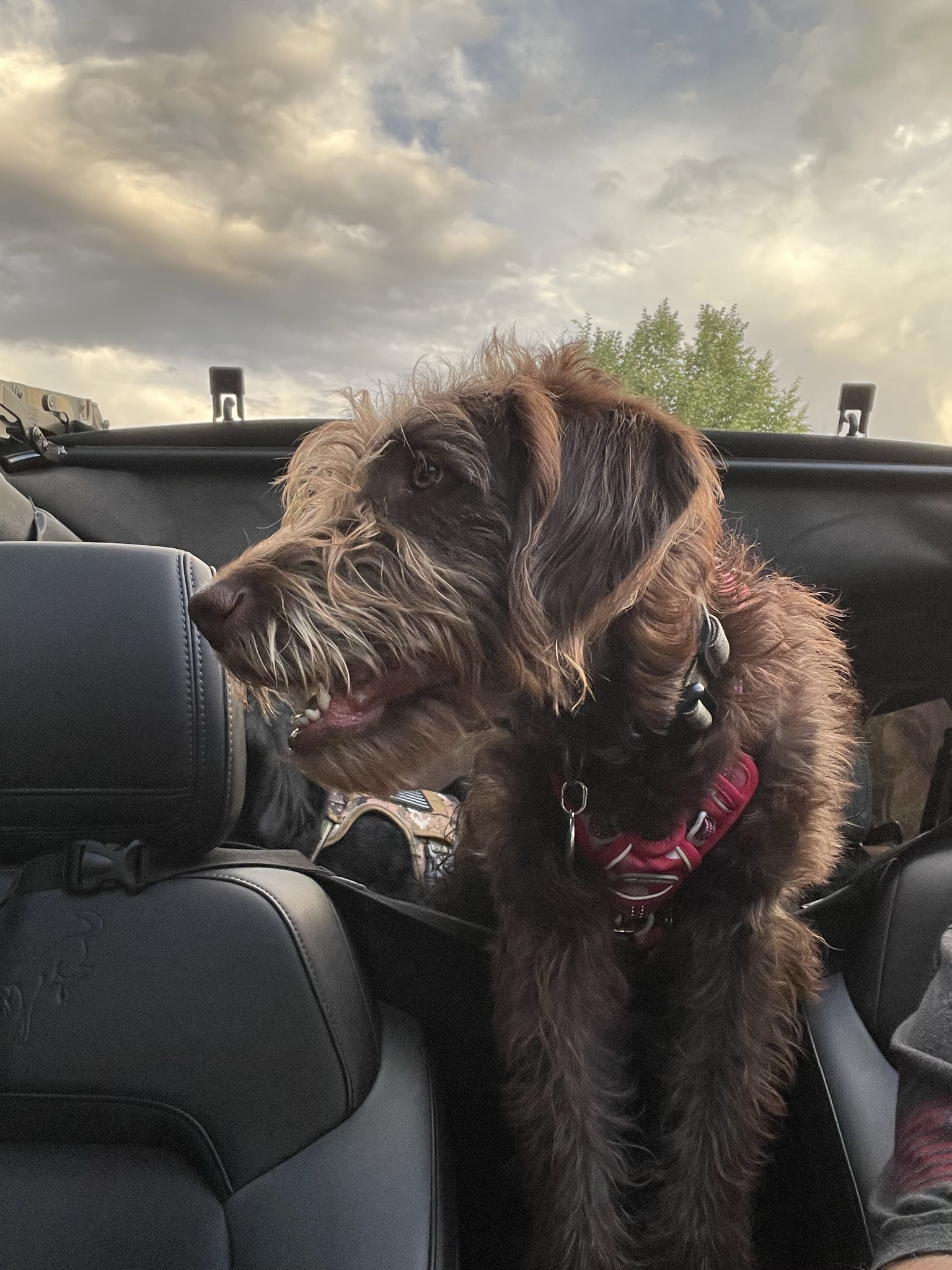 Ford Bronco 🐾 Show Us Your Dog + Bronco Photos! 20220505_143718