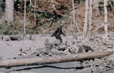 Ford Bronco Sasquatch in the wild (rock crawling) ape-skunk-13-375x240