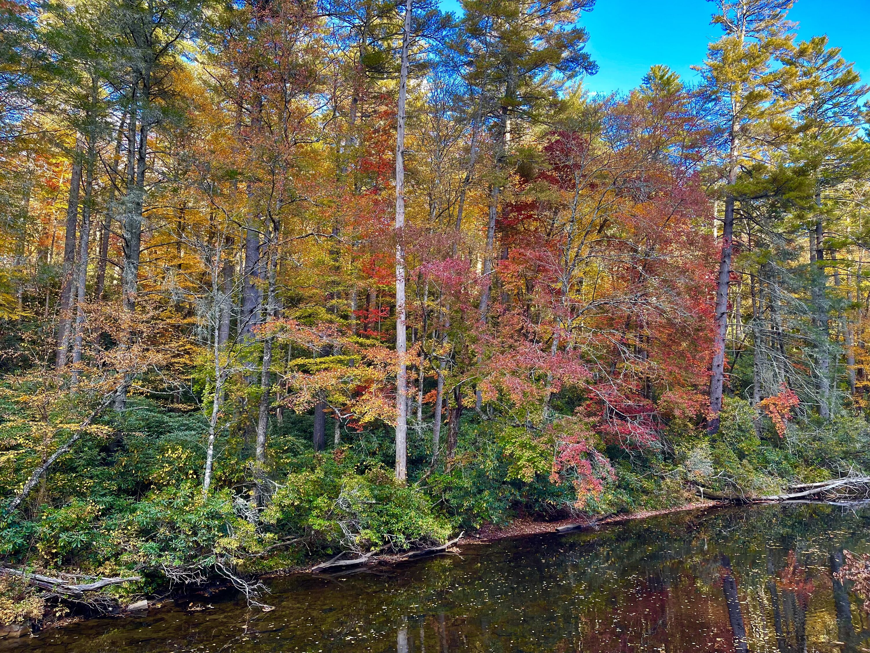 Ford Bronco 🍂 Show me your Fall (Autumn) Photos! I’ll start. D09BD23E-90F9-46C7-9168-2F2AA28E2CFB