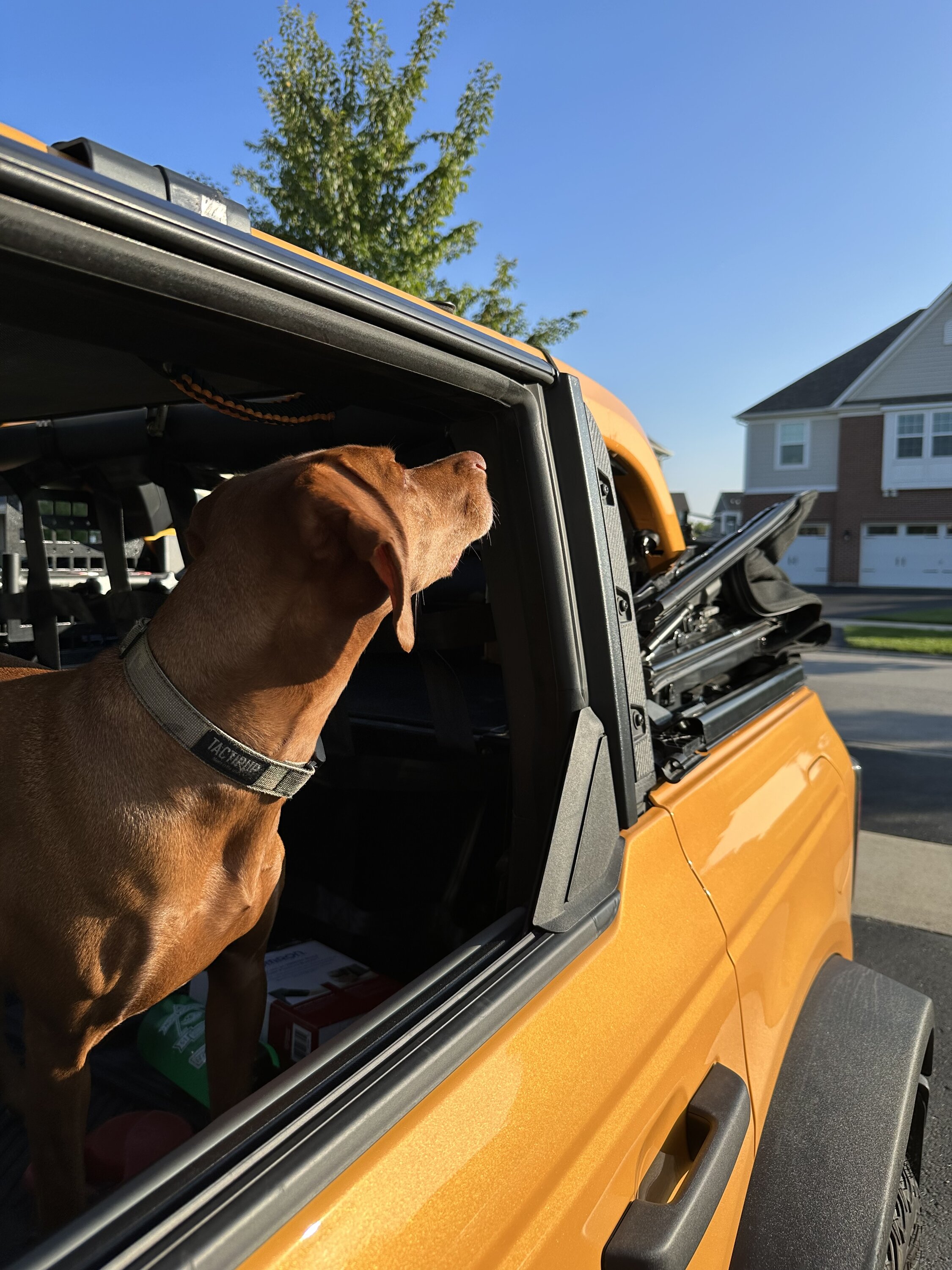 Ford Bronco 🐾 Show Us Your Dog + Bronco Photos! IMG_4242