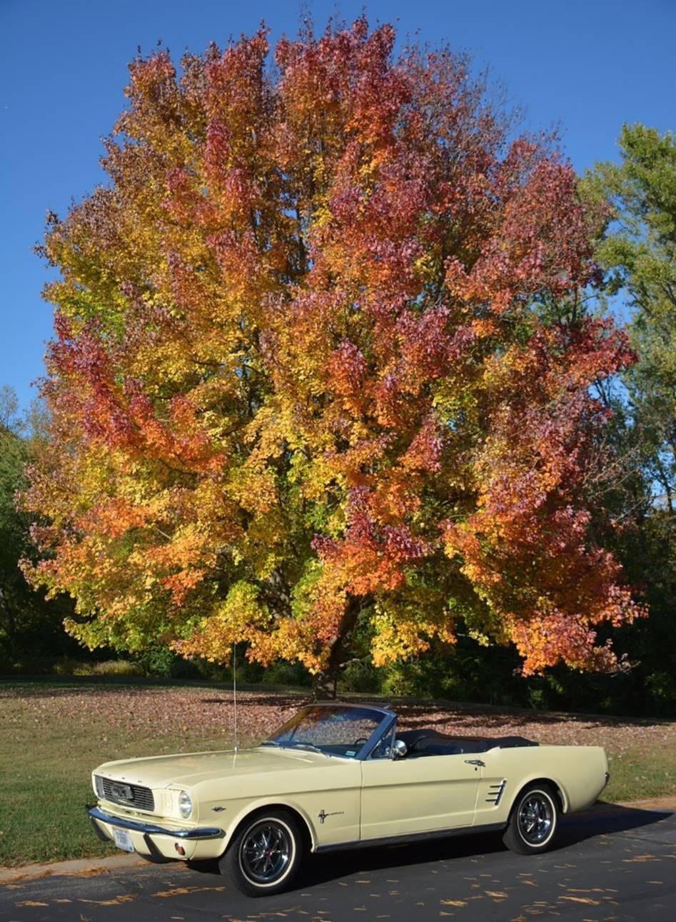Ford Bronco 🍂 Show me your Fall (Autumn) Photos! I’ll start. Mustang - Fall 2020