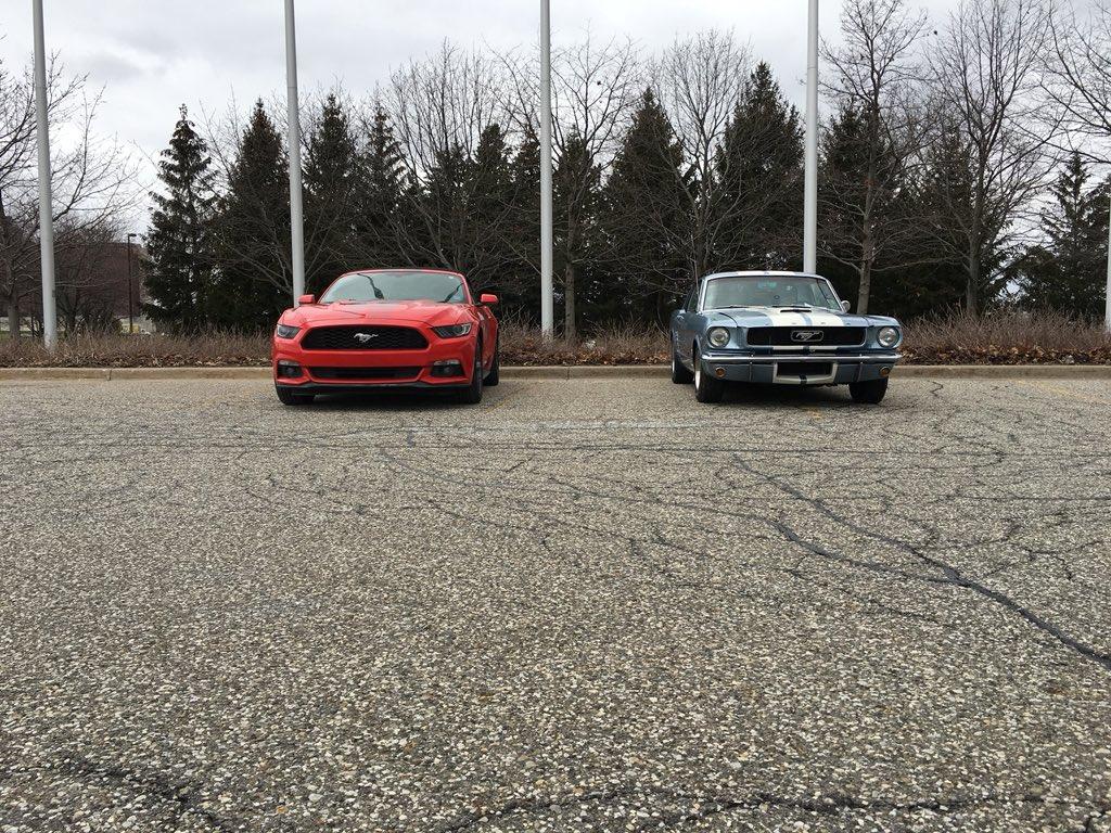 Mustangs head on.jpeg
