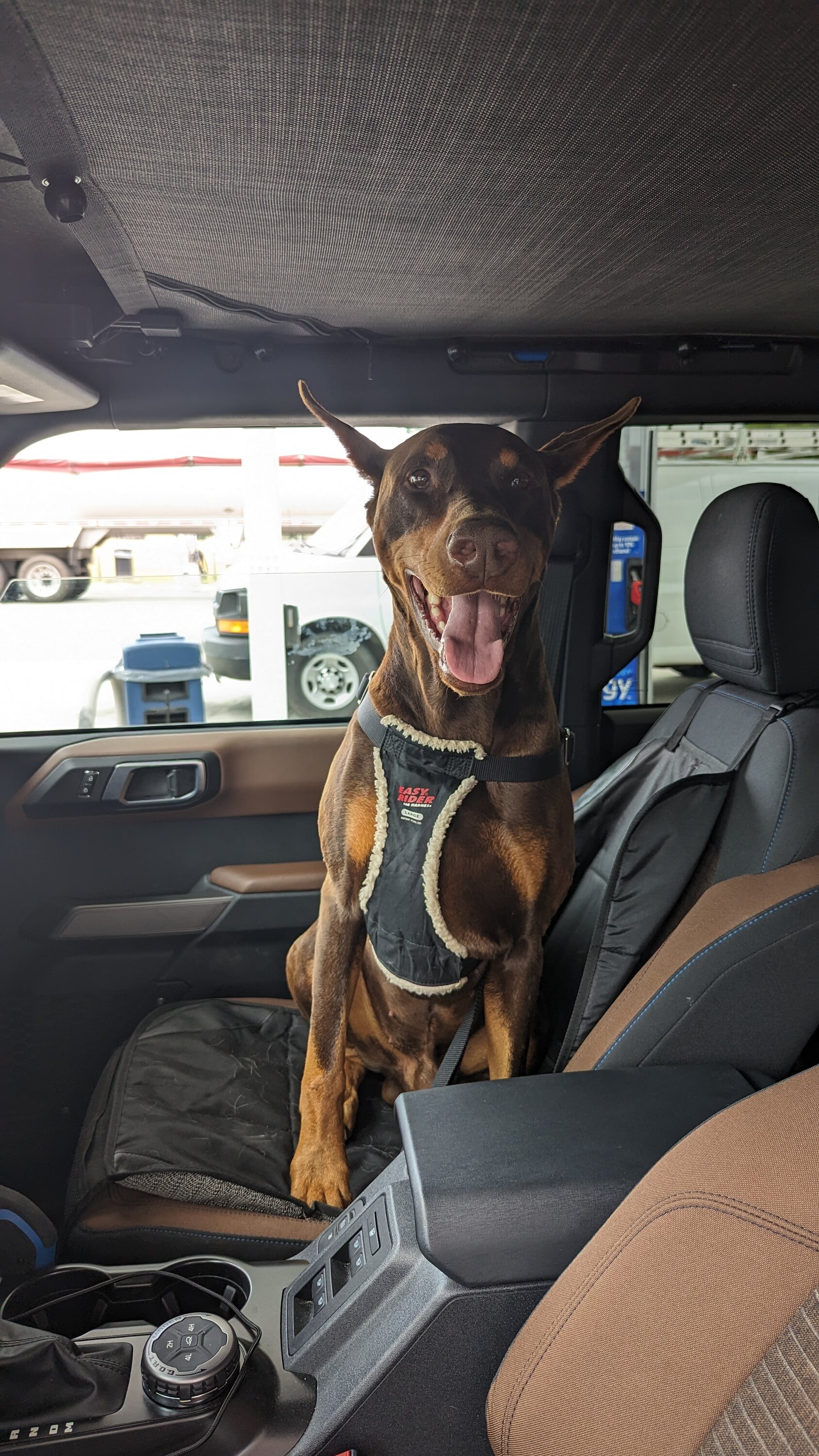 Ford Bronco 🐾 Show Us Your Dog + Bronco Photos! PXL_20230525_175148839