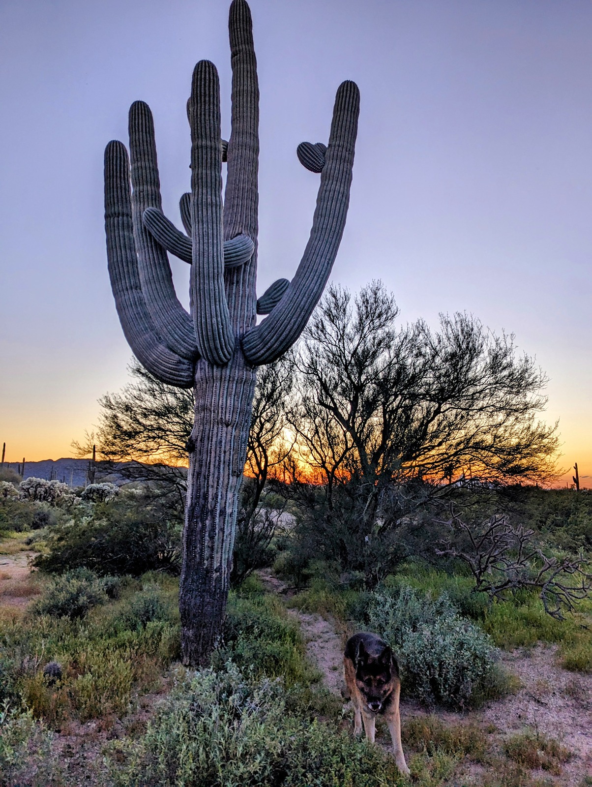 Ford Bronco Epic road trip, but had to say goodbye to my German Shepherd before we made it home Thor sizes up Saguaro