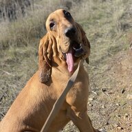 Bloodhound